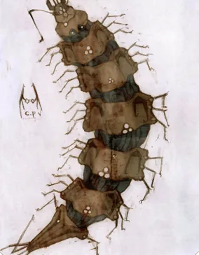 Ilustração da Carta Argiope