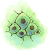 Célula Única