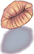 Lábios Fossilizados