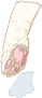 Pata de Gato
