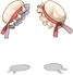 Bao-Bao