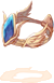 Diadema de Aquário