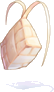 Ketupat