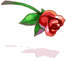 Rosa Escarlate