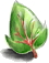 Folha de Yggdrasil