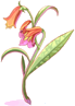 Aloés