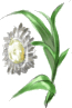 Menta