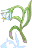 Flor das Ilusões