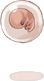Embrião