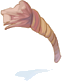 Corda Decomposta