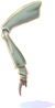 Perna de Inseto