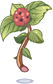Lantana