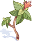 Makulrata