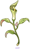 Celatom