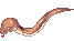 Anaconda andando