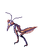 Mantis Mercenárioo andando