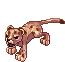 Leopardo Filhote andando